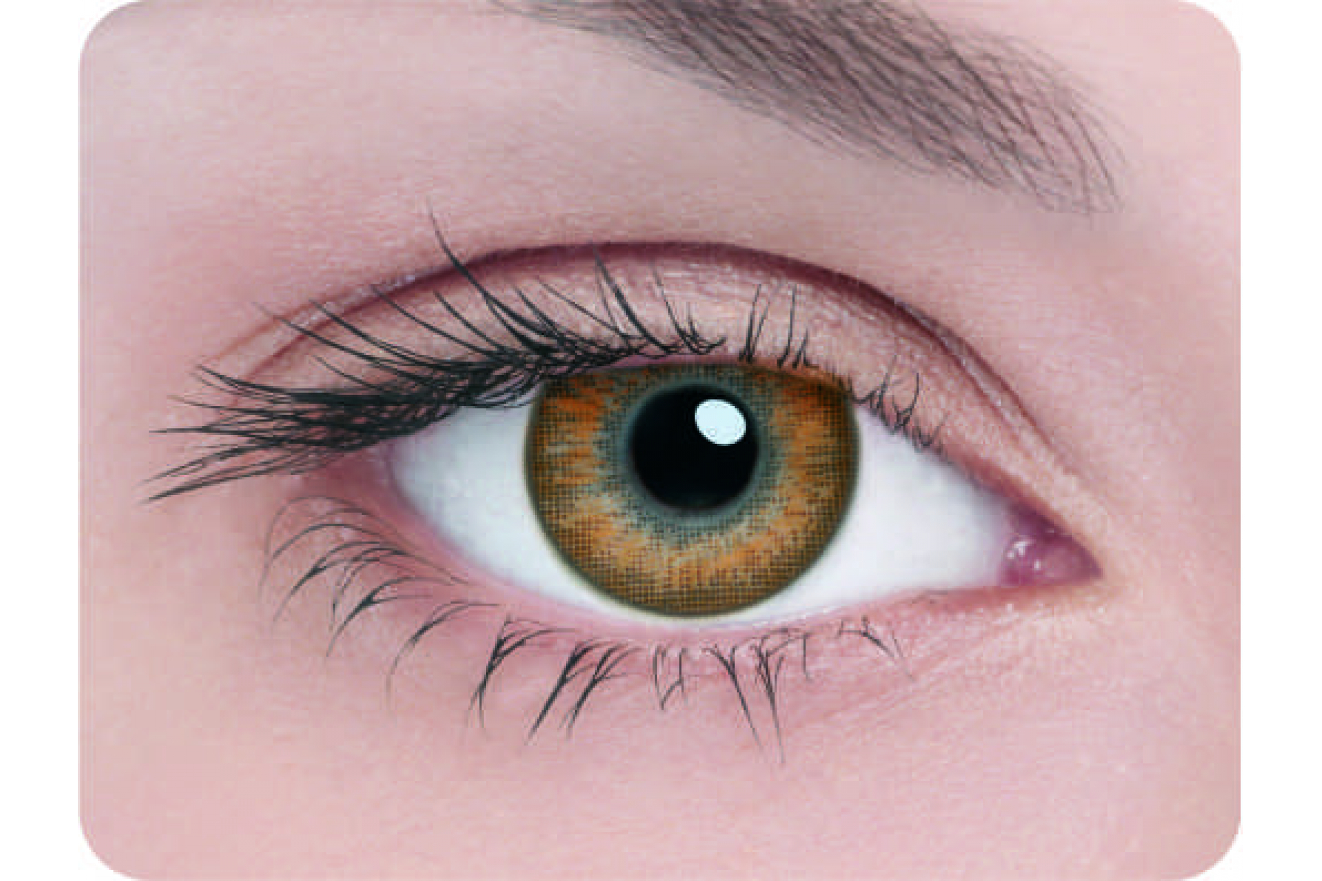 Контактные линзы Adria 2 tone hazel 3 мес. (2 линзы)