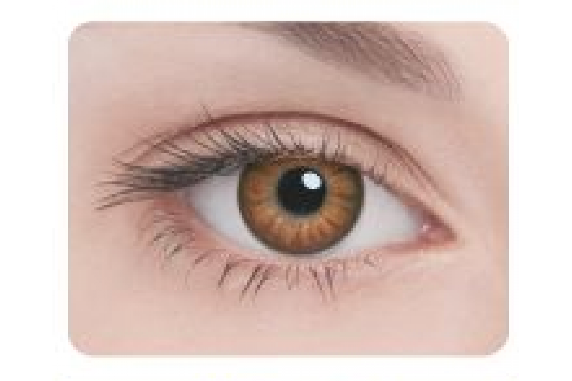 Контактные линзы Adria Glamorous Brown 3 мес. (2 линзы)