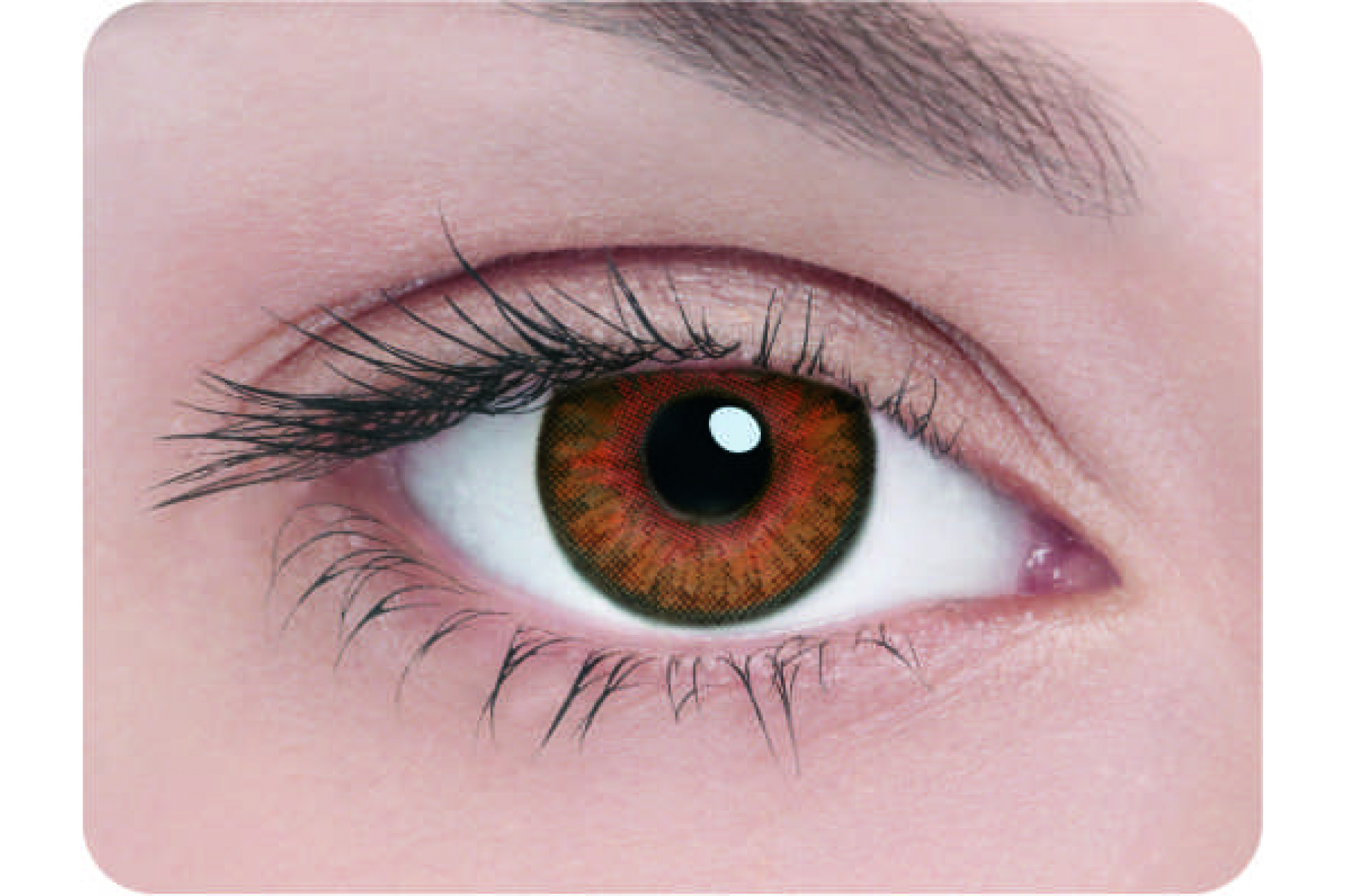 Контактные линзы Adria 3 tone honey 3 мес. (2 линзы)