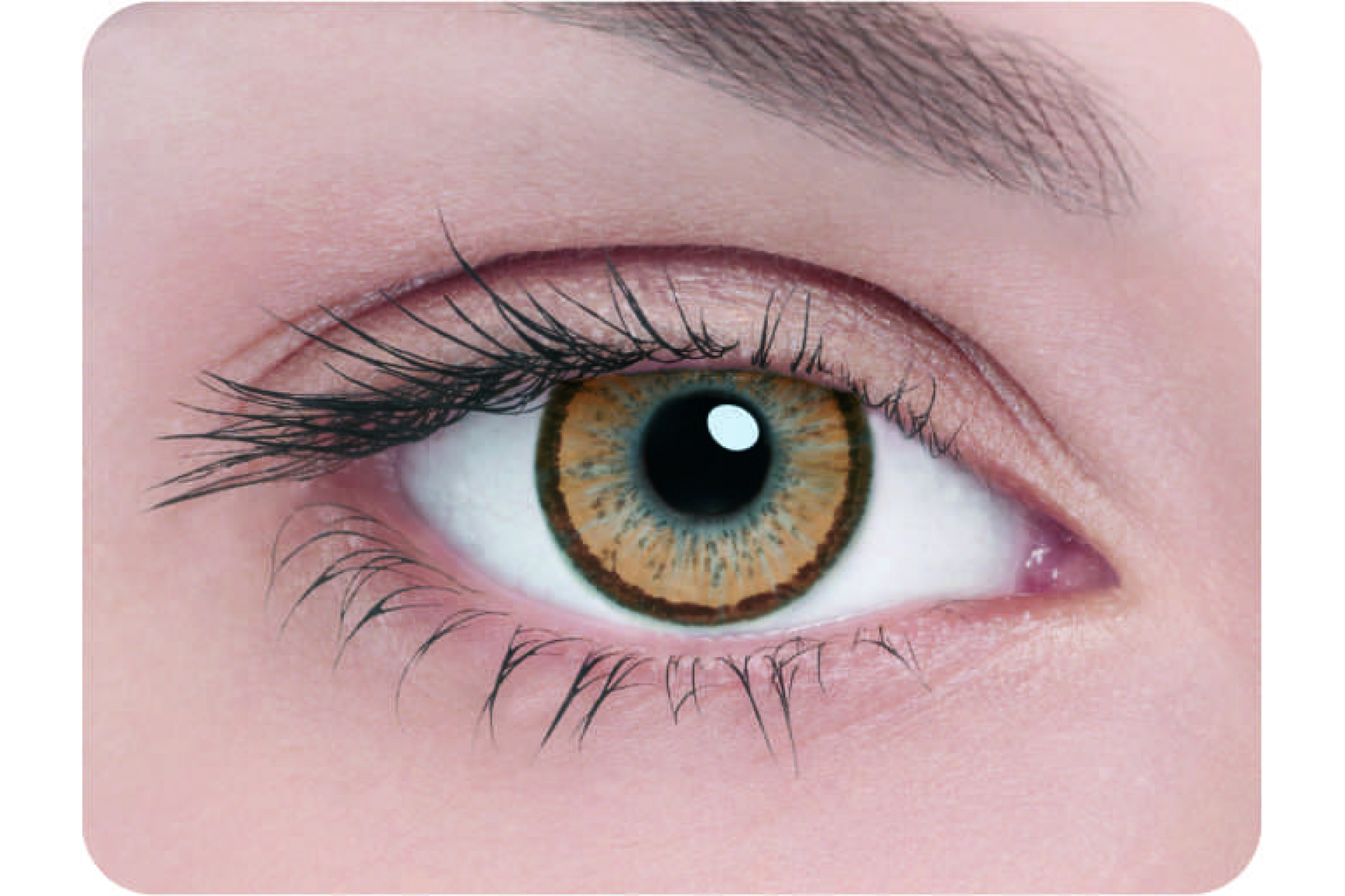 Контактные линзы Adria Elegant brown 3 мес. (2 линзы)