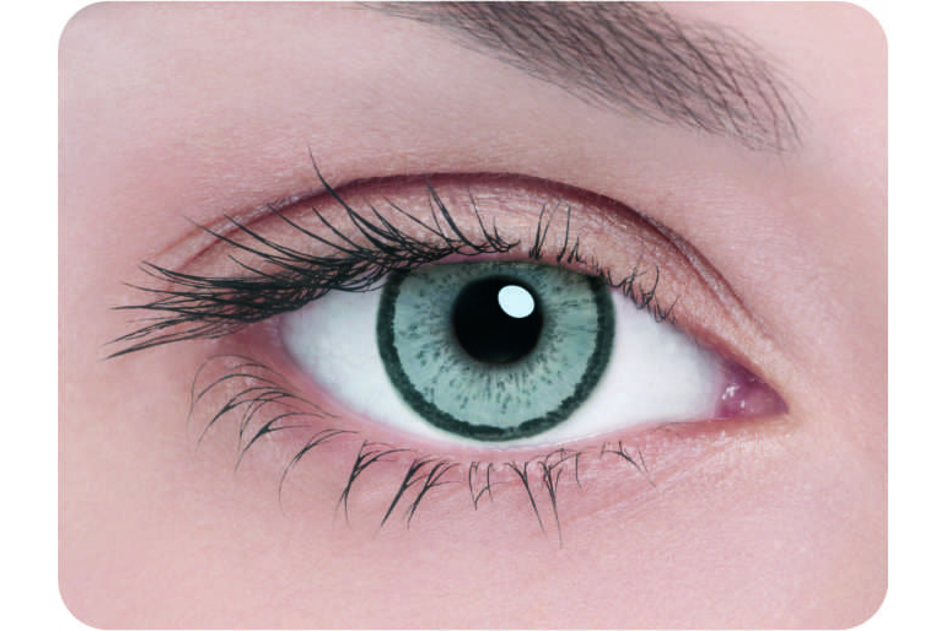 Контактные линзы Adria Elegant gray 3 мес. (2 линзы)